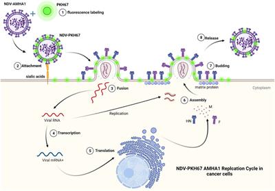 3-Dimensional coculture of breast cancer cell lines with adipose tissue–Derived stem cells reveals the efficiency of oncolytic Newcastle disease virus infection via labeling technology